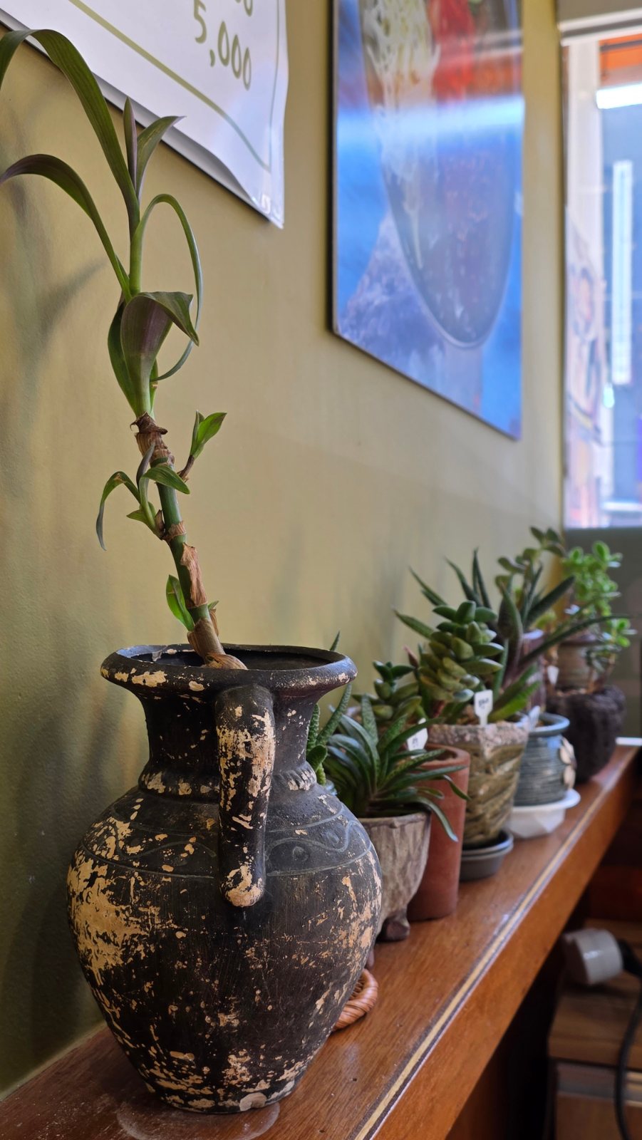 Plants on the shelf