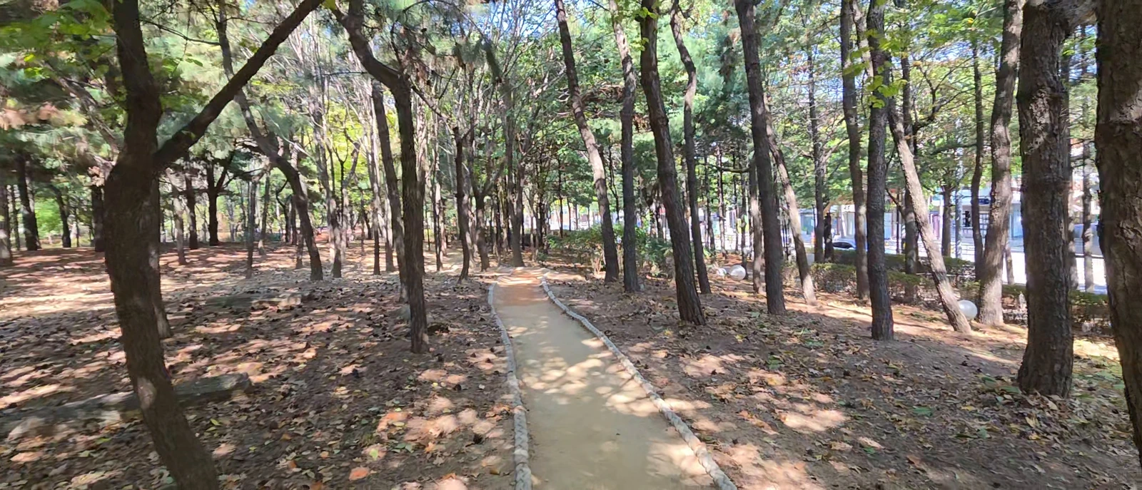 Forest path toward the barefoot trail